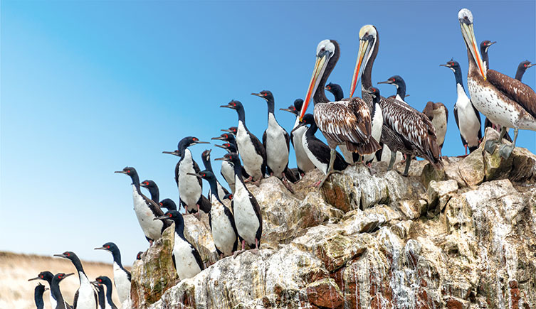 Seabirds on guano rock